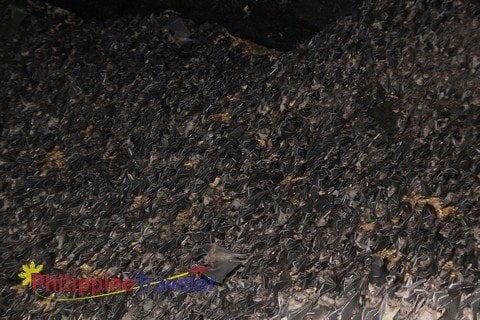 Wall of Monfort Bat Cave in Samal, Philippines covered with Geoffrey's Rousett Fruit Bats